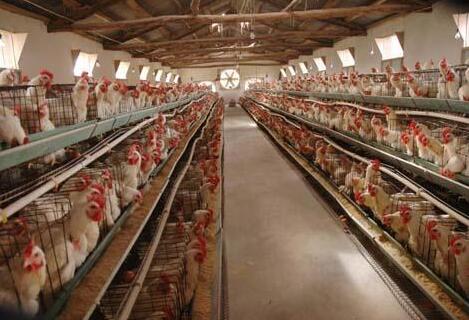 養(yǎng)殖場氨氣檢測儀報警值設(shè)定標(biāo)準(zhǔn)是多少