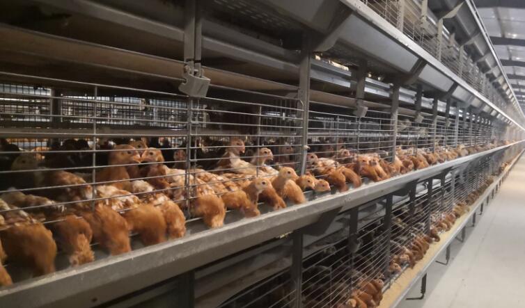 養(yǎng)殖行業(yè)，需注意預防這些有毒氣體